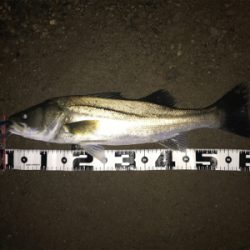 雨での増水時に良型GET