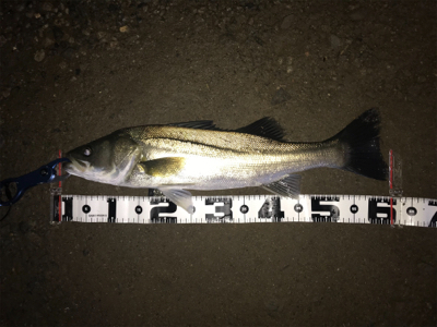 雨での増水時に良型GET