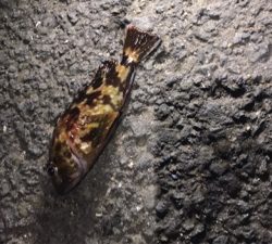 アジ釣りいったのにT^T