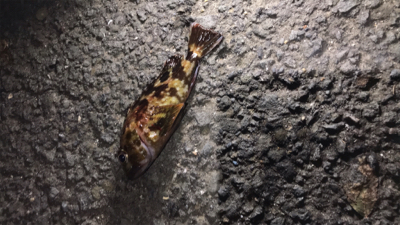 アジ釣りいったのにT^T