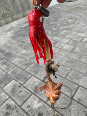 やっと、晴れ間が!