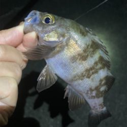 ライトゲーム、アジ・メバル