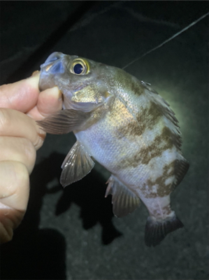 ライトゲーム、アジ・メバル