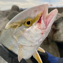 ライトショアジギング