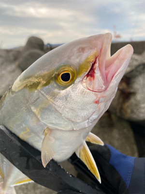 ライトショアジギング