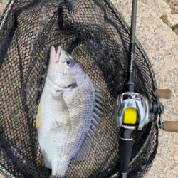 夜中は釣れないけど、日が出ると入れ食い。