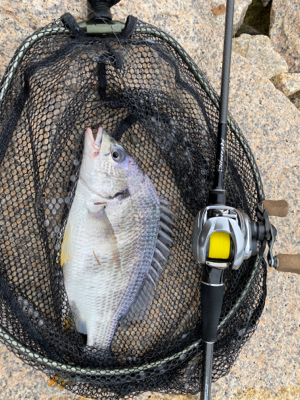 夜中は釣れないけど、日が出ると入れ食い。