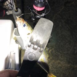 2021 佐渡ヶ島ライトゲーム