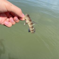 大雨後のキス釣り