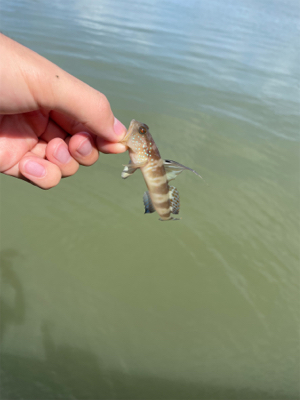 大雨後のキス釣り