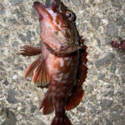 雨の合間にアジングナイト