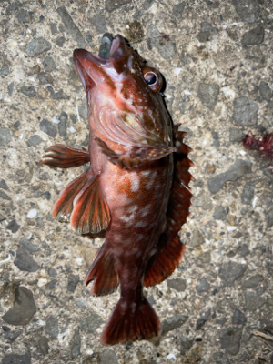 雨の合間にアジングナイト