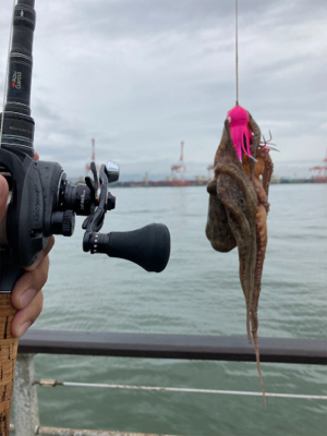 雨&強烈水潮。何とか仔蛸5杯。。