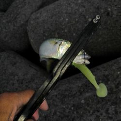 サバ祭りから太刀魚