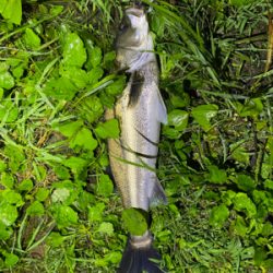 初シーバス！！