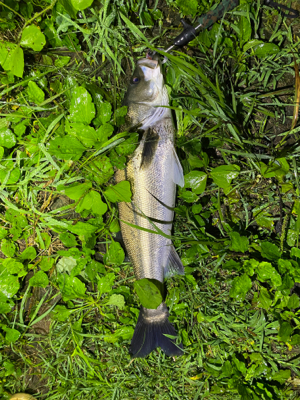 初シーバス！！