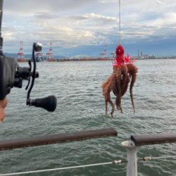雨ん中を蛸散歩。5杯。。