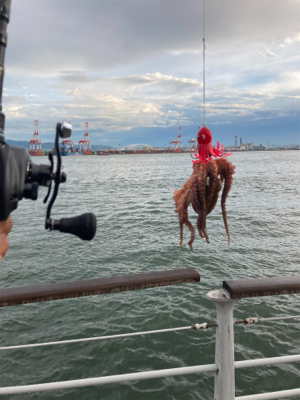 雨ん中を蛸散歩。5杯。。