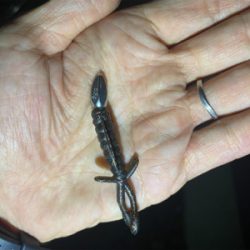 淀川ブリームゲーム