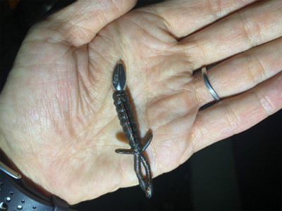 淀川ブリームゲーム