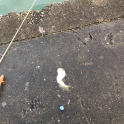 雨がやんだので