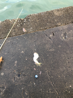 雨がやんだので