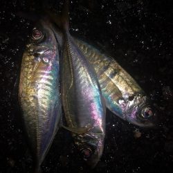 アジング練習　314 ABU スローテーパーロッド