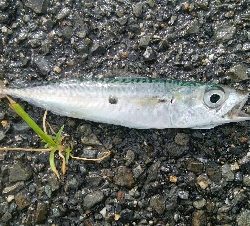 『釣りデビュー(^^)』230日目