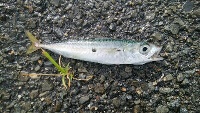 『釣りデビュー(^^)』230日目