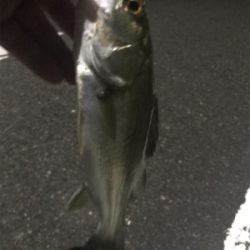 引き続きセイゴ祭り中