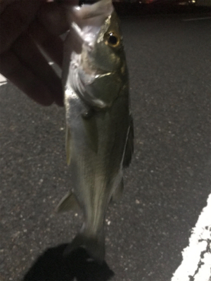 引き続きセイゴ祭り中