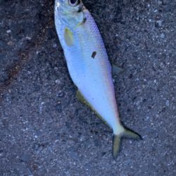 雨上がり　太刀魚