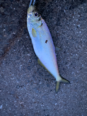 雨上がり　太刀魚