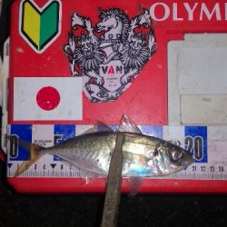 アジング練習　316