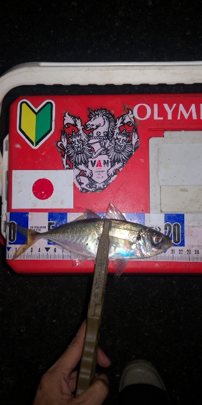 アジング練習　316