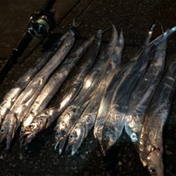 タチウオがやってきた！