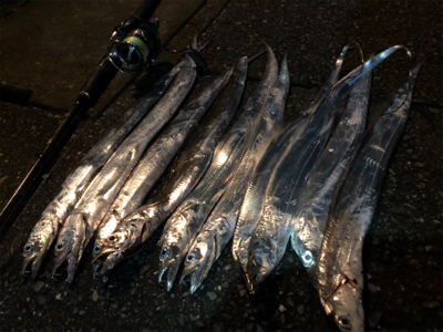 タチウオがやってきた！