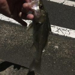 セイゴしか釣れません