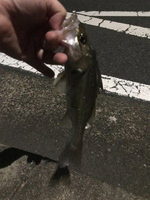 セイゴしか釣れません