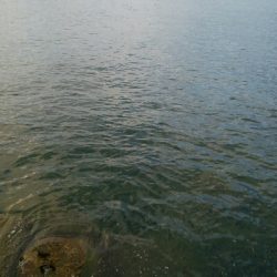 キジハタ4匹、ソイ1匹！