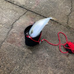 サバングのはずが…