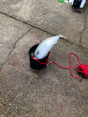 サバングのはずが…