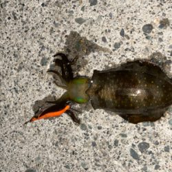 アオリイカ新子調査