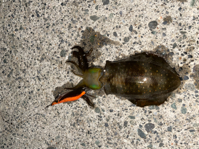 アオリイカ新子調査