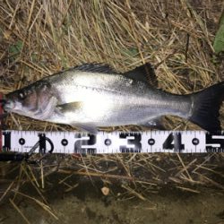 またしてもヒラスズキ