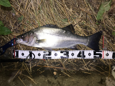 またしてもヒラスズキ