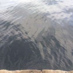 ノマセをしたら‥