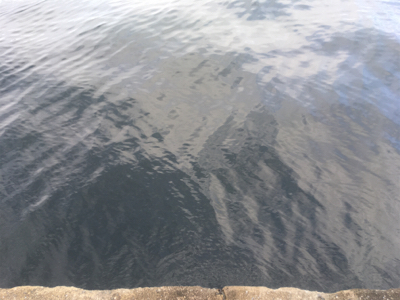 ノマセをしたら‥