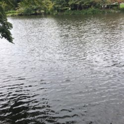 家族でクチボソ