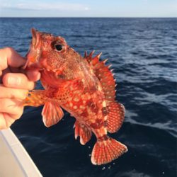 ライトジギング